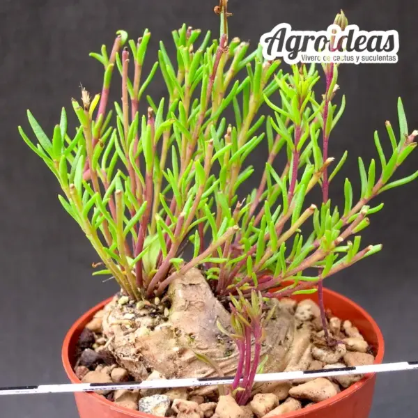 Aeollanthus subacaulis var. linearis "fr. Tanzania"