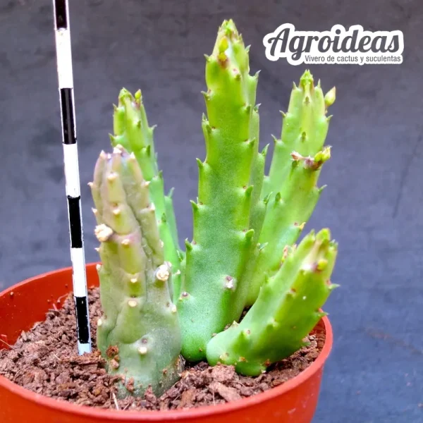 Stapelia flavopurpurea "flor amarilla" - Imagen 2