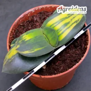 Gasteria híbrida "Variegata"