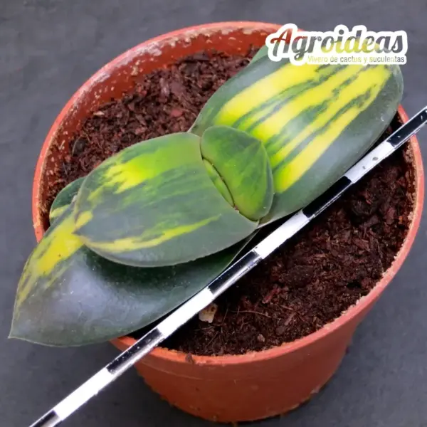 Gasteria híbrida "Variegata"