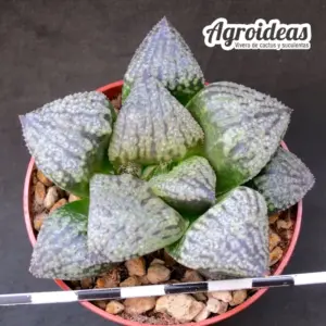 Haworthia cv. "Picsplendens"