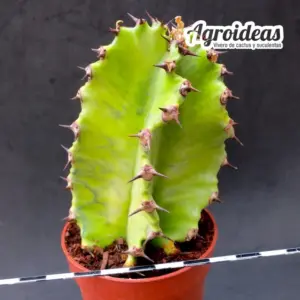 Euphorbia ingens "variegata"