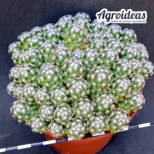 Mammillaria saboae ssp. haudeana "Ejemplar" MØ-11cm