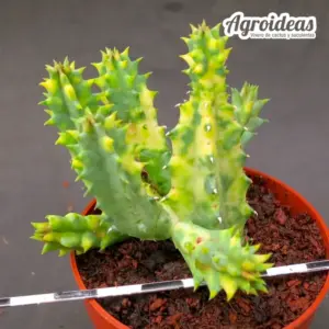 Huernia zebrina "variegata"