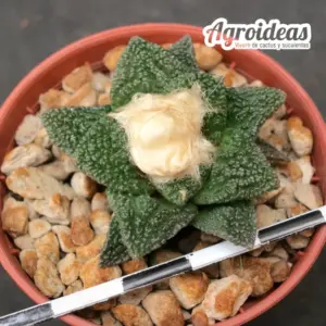 Ariocarpus fissuratus M-5,5 cm