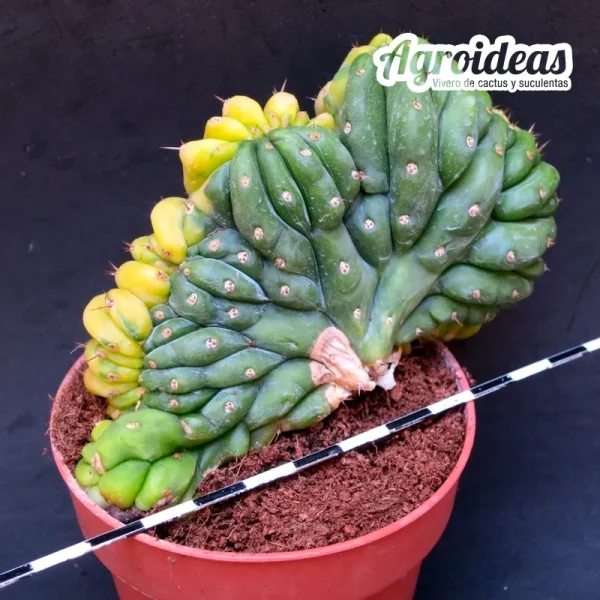 Trichocereus pachanoi «Crestado & Variegata» AKA: San Pedro - Imagen 2