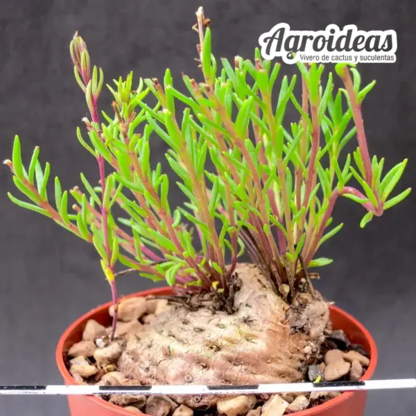 Aeollanthus subacaulis var. linearis "fr. Tanzania" - Imagen 2
