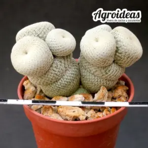 Epithelantha bookei "selección"