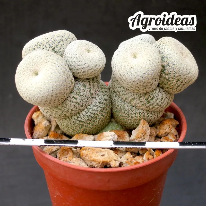 Epithelantha bookei "selección"