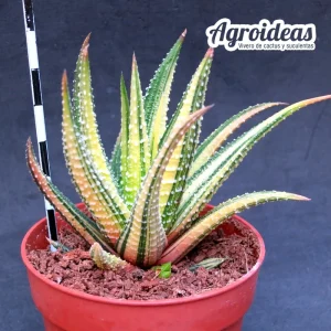 Haworthia fassciata "variegata"