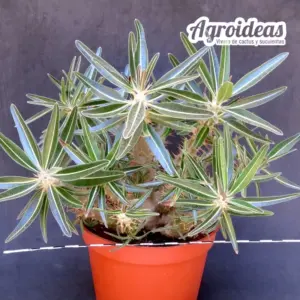 Pachypodium rosulatum ssp. cactipes "Selección"