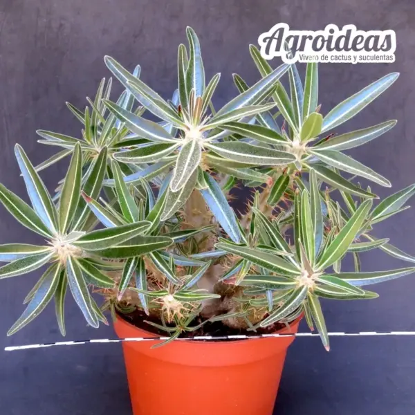 Pachypodium rosulatum ssp. cactipes "Selección"
