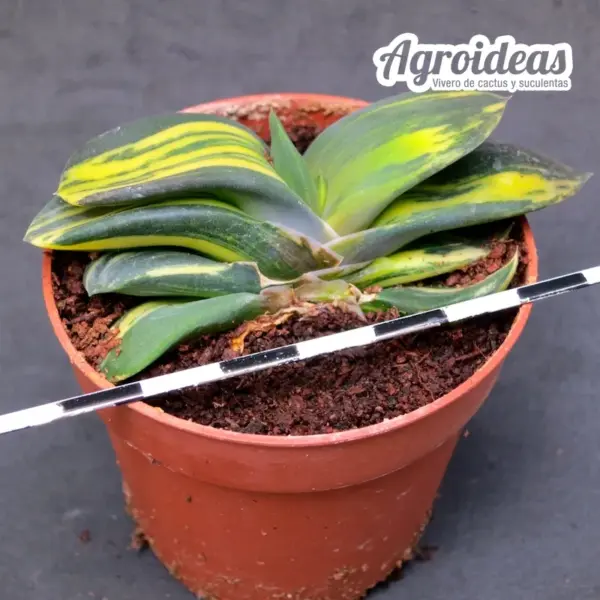 Gasteria híbrida "Variegata" - Imagen 2