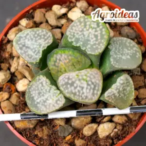Haworthia groenewaldii