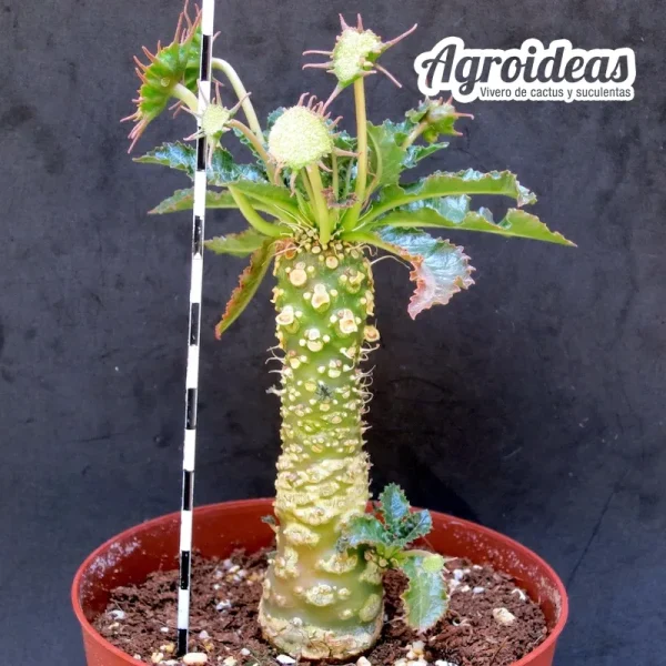 Dorstenia spec. BL 751 "Ejemplar M-13" - Imagen 2