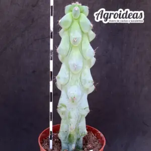 Myrtillocactus cv. Fukurokuryuzinboku