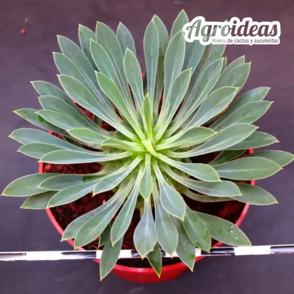 Euphorbia sotetsu-kirin - Imagen 2
