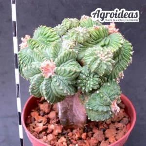Aztekium ritteri “Gran ejemplar injertado”