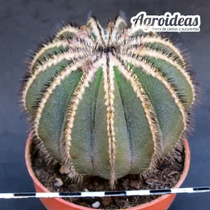 Uebelmannia pectinifera (Ejemplar) MØ-8,5 cm