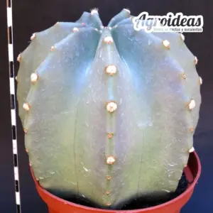 Echinocereus subinermis "Ejemplar" MØ-11cm