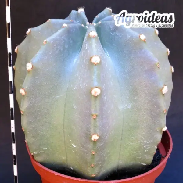 Echinocereus subinermis "Ejemplar" MØ-11cm