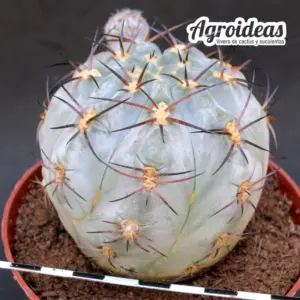Acanthocalycium glaucum "Ejemplar" MØ-11cm