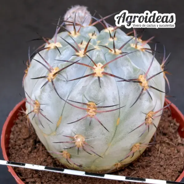Acanthocalycium glaucum "Ejemplar" MØ-11cm