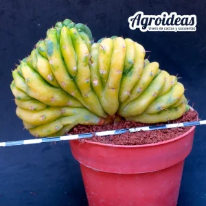 Trichocereus pachanoi «Crestado & Variegata» AKA: San Pedro