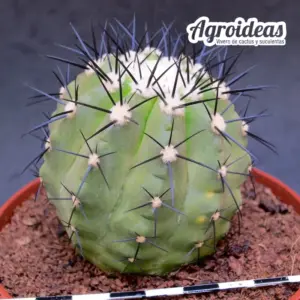 Copiapoa híbrida sp. «Ejemplar M-11 cm»