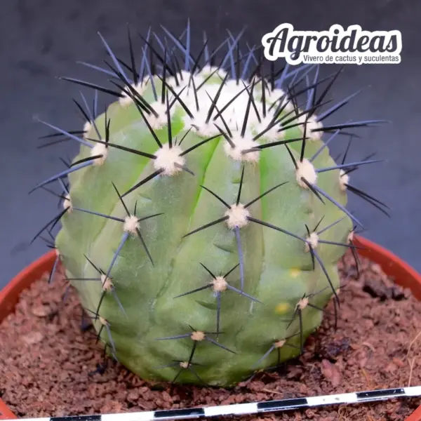 Copiapoa híbrida sp. «Ejemplar M-11 cm»