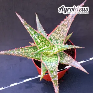 Aloe TCT, Tailandia "Variegata"