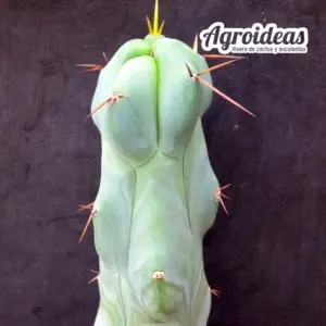 Trichocereus bridgesii "Bonobo"