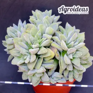 Crassula "Spring frost" Ejemplar MØ-11cm