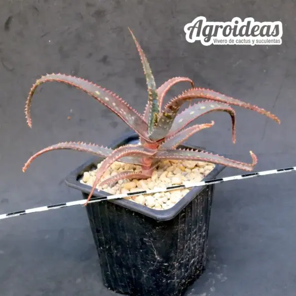 Aloe rebmanni, of Fort Dauphin, Madagascar - Imagen 2