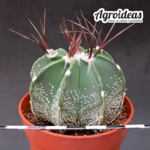 Astrophytum capricorne cv. "Buffalo"