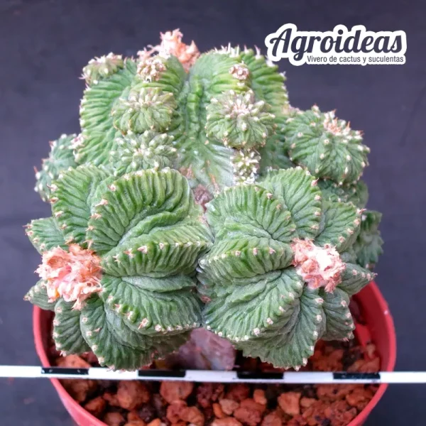 Aztekium ritteri “Gran ejemplar injertado” - Imagen 2