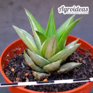 Haworthia viscosa griseo «Variegata»