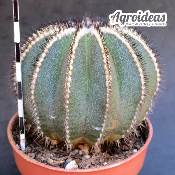 Uebelmannia pectinifera (Ejemplar) MØ-8,5 cm - Imagen 2