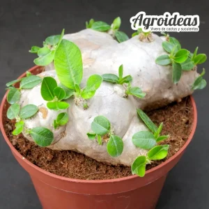 Pachypodium brevicaule "Gran ejemplar"