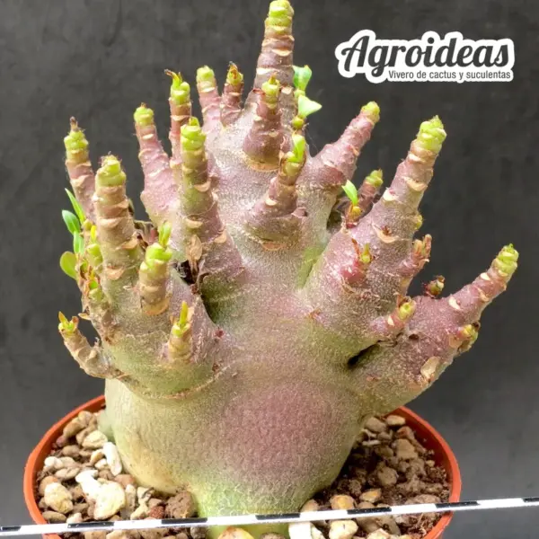 Adenium Tai-Socotranum "Dark Skin" - Imagen 2