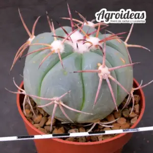 Echinocactus horizonthalonius "Saltillo"