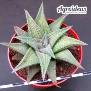 Haworthia X koelmaniorum "Ex. Robin Fuller"