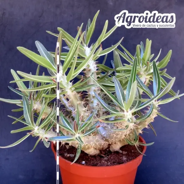 Pachypodium rosulatum ssp. cactipes "Selección" - Imagen 2