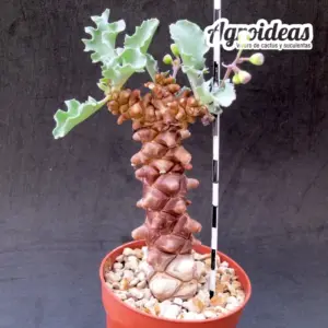 Othonna herrei "Ejemplar"