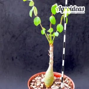 Commiphora longipedicellata