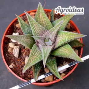 Haworthia X koelmaniorum "Ex. Robin Fuller"