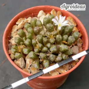 Conophytum reconditum ARM1254