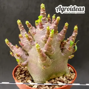Adenium Tai-Socotranum "Dark Skin"