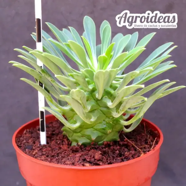 Euphorbia sotetsu-kirin - Imagen 3