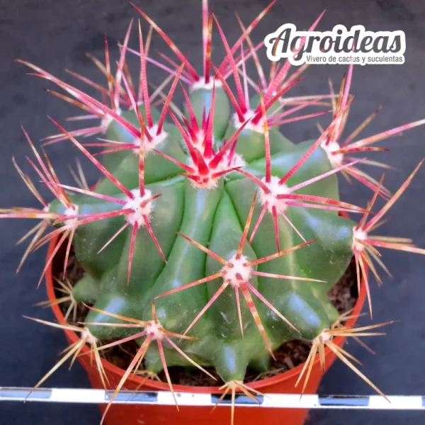 Ferocactus stainesii var. pilosus - Imagen 2